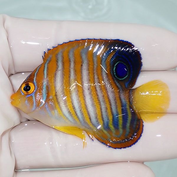 【現物5】ニシキヤッコ 6cm±!海水魚 ヤッコ15時までのご注文で当日発送(...
