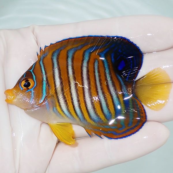 【現物6】ニシキヤッコ 7.5cm±!海水魚 ヤッコ15時までのご注文で当日発...