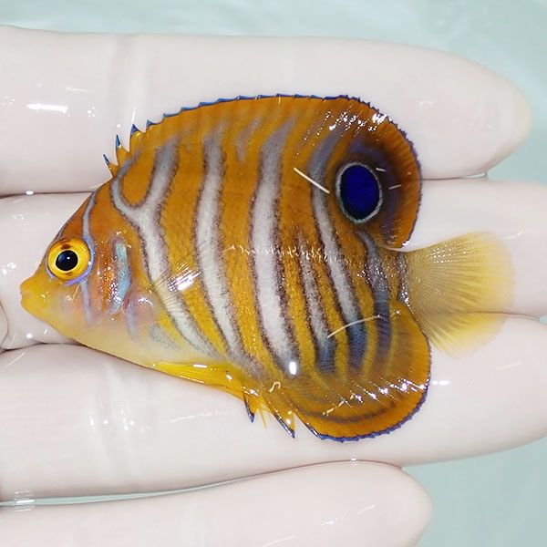 【現物7】ニシキヤッコ 7.5cm±!海水魚 ヤッコ15時までのご注文で当日発...