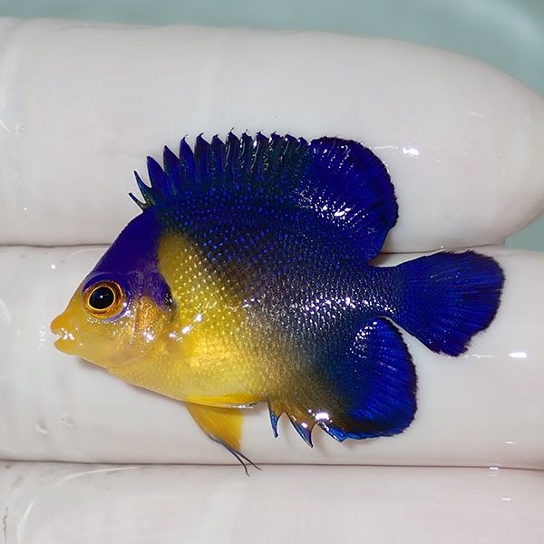 【現物2】sale スミレヤッコ 3.5cm±! 海水魚 ヤッコ 15時までのご注文で...