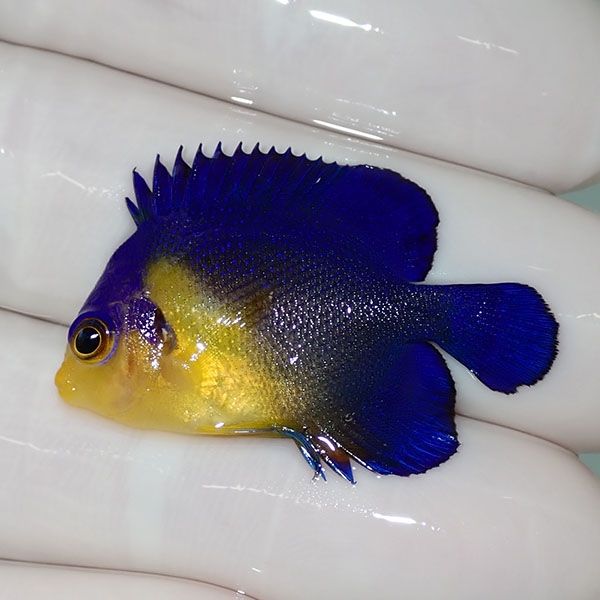 【現物10】sale スミレヤッコ 3.5cm±! 海水魚 ヤッコ 15時までのご注文...