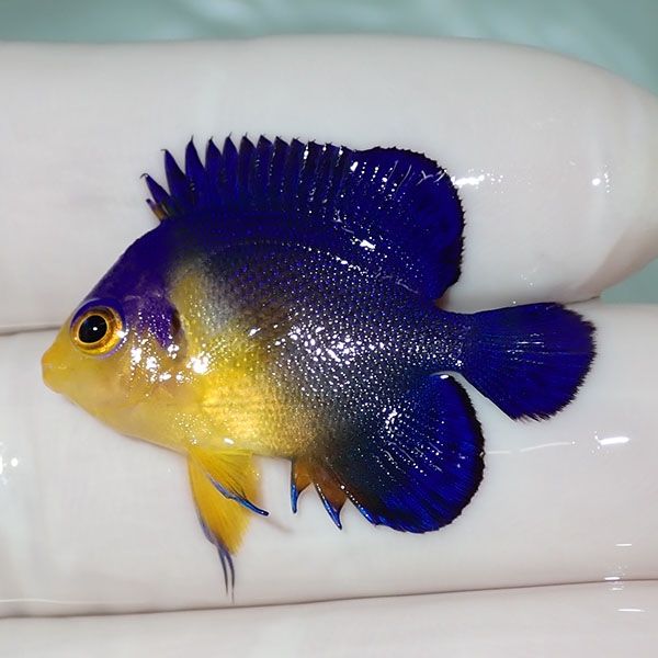 【現物11】sale スミレヤッコ 3cm±! 海水魚 ヤッコ 15時までのご注文で...