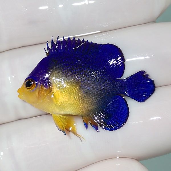 【現物12】sale スミレヤッコ 3.5cm±! 海水魚 ヤッコ 15時までのご注文...