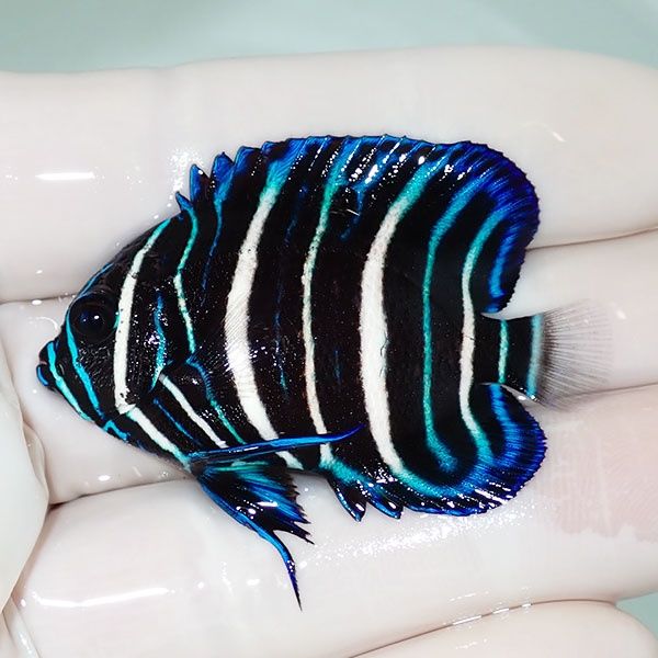 【現物9】アデヤッコ 幼魚 5cm±! 海水魚 ヤッコ(t111(t207