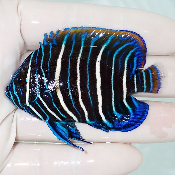 【現物2】アデヤッコ 幼魚 6.5cm±! 海水魚 ヤッコ(t111(t207