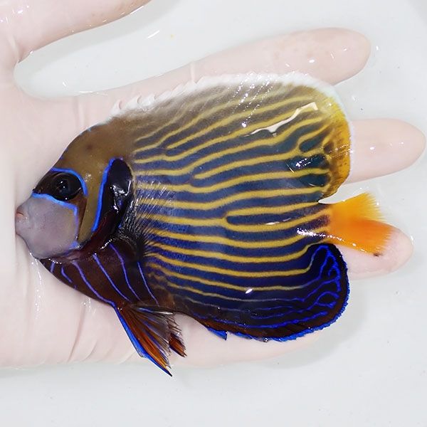 【現物4】タテジマキンチャクダイ 11.5cm±!海水魚 ヤッコ 15時までのご...