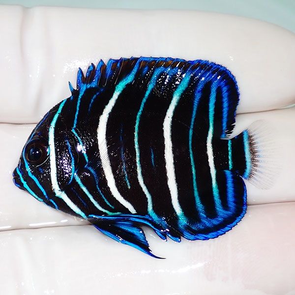 【現物10】アデヤッコ 幼魚 4.3cm±! 海水魚 ヤッコ(t111(t207