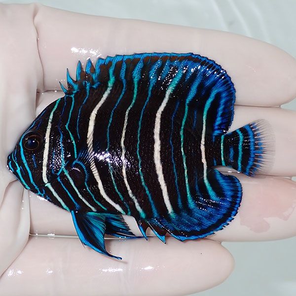 【現物3】アデヤッコ 幼魚 6.5cm±! 海水魚 ヤッコ(t111(t207