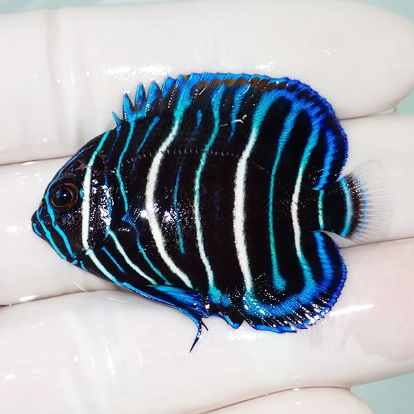 【現物7】アデヤッコ 幼魚 4.5cm±! 海水魚 ヤッコ(t111(t207