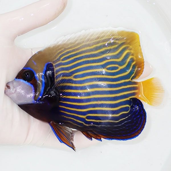 【現物2】タテジマキンチャクダイ 13.5cm±!海水魚 ヤッコ 15時までのご...