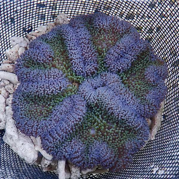 【現物5】ハタゴイソギンチャク パープル 17-19cm±!15時までのご注文で...