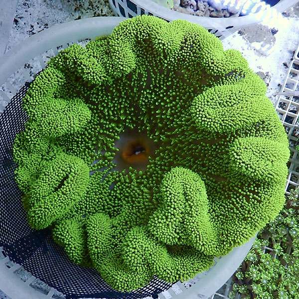 【現物6】ハタゴイソギンチャク グリーン 25-30cm±!15時までのご注文で...