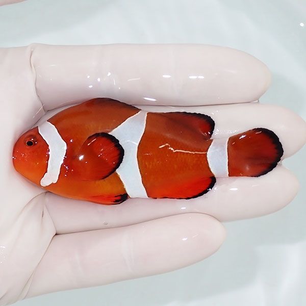 【現物1】カクレクマノミbig 7.5cm± ! wild 海水魚 カクレクマノミ(t111...