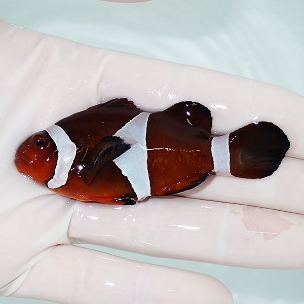 【現物3】カクレクマノミbig 7.5cm± ! wild 海水魚 カクレクマノミ(t111...