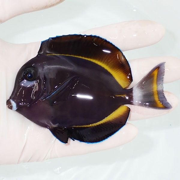 【現物1】メガネクロハギ 10.5cm±! 海水魚 ハギ !15時までのご注文で当...
