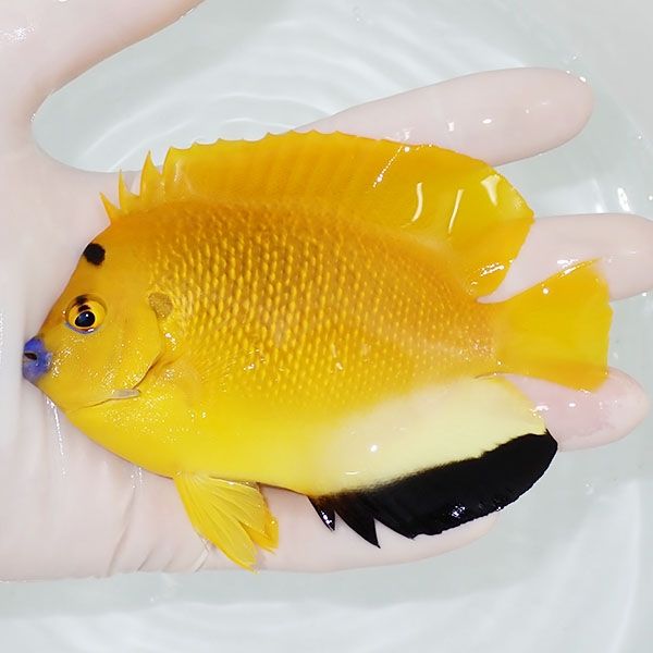 【現物1】シテンヤッコ 11.5cm±!海水魚 ヤッコ 15時までのご注文で当日...