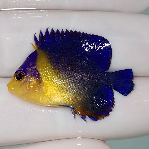 【現物50】sale スミレヤッコ 3.3cm±! 海水魚 ヤッコ 15時までのご注文...