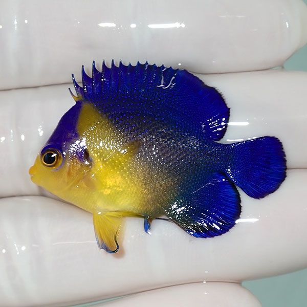【現物51】sale スミレヤッコ 4cm±! 海水魚 ヤッコ 15時までのご注文で...