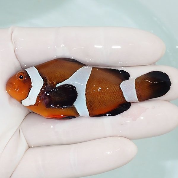 【現物2】カクレクマノミbig 7.2cm± ! wild 海水魚 カクレクマノミ(t111...