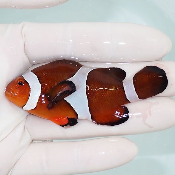 【現物4】カクレクマノミbig 7.5cm! wild 海水魚 カクレクマノミ(t111(t207