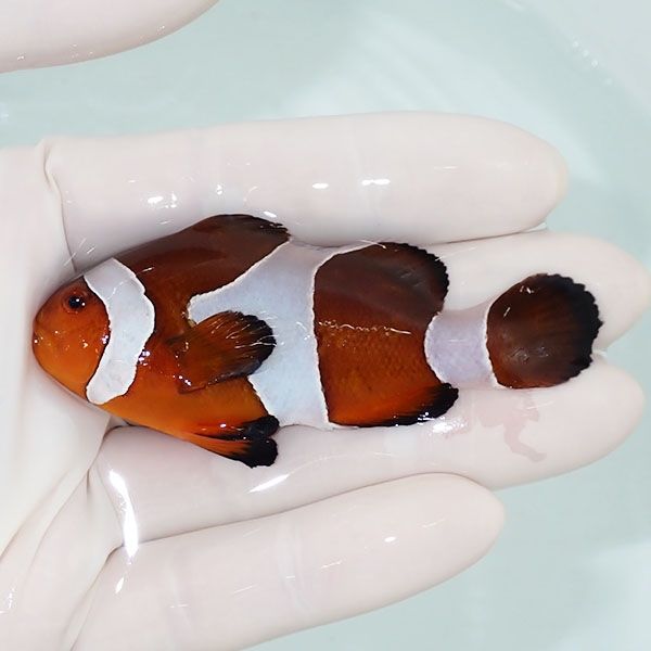 【現物5】カクレクマノミbig 7.5cm! wild 海水魚 カクレクマノミ(t111(t207