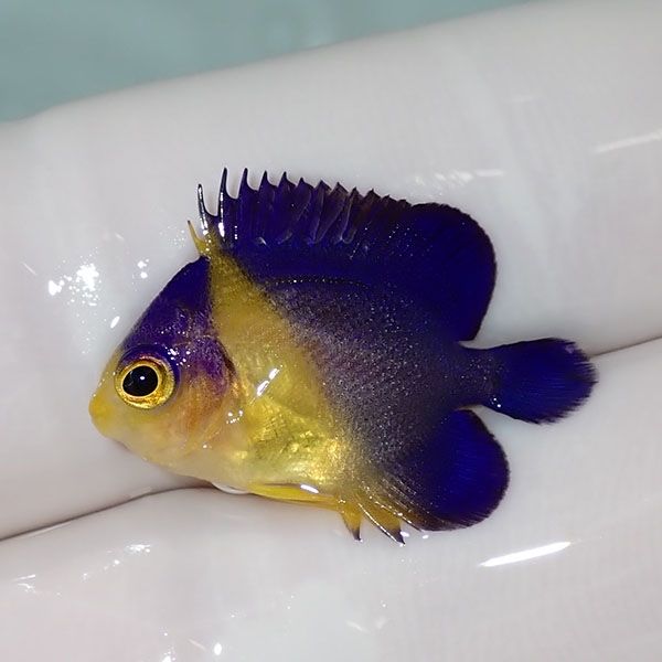 【現物58】sale スミレヤッコ 2.5cm±! 海水魚 ヤッコ 15時までのご注文...