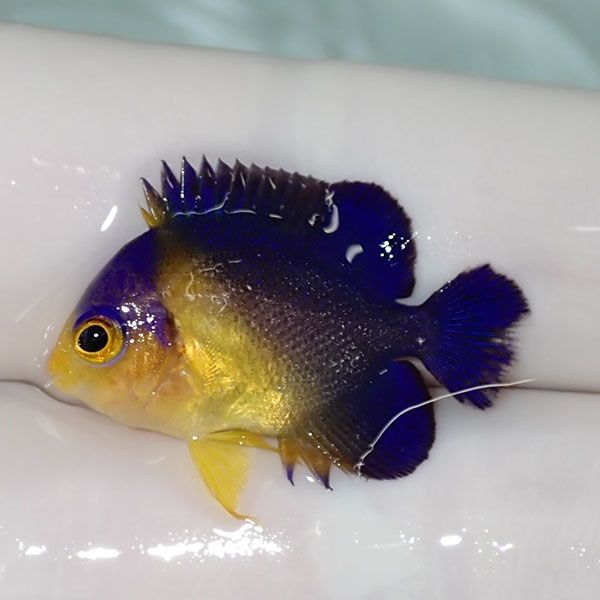【現物57】sale スミレヤッコ 2.5cm±! 海水魚 ヤッコ 15時までのご注文...