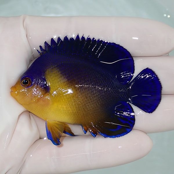 【現物56】sale スミレヤッコ 6.5cm±! 海水魚 ヤッコ 15時までのご注文...