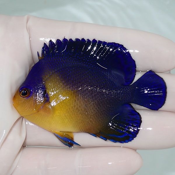 【現物55】sale スミレヤッコ 6.7cm±! 海水魚 ヤッコ 15時までのご注文...