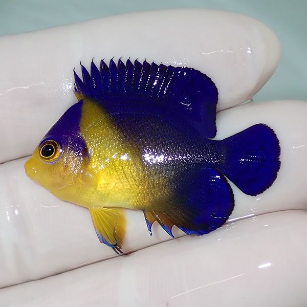 【現物54】sale スミレヤッコ 3.5cm±! 海水魚 ヤッコ 15時までのご注文...
