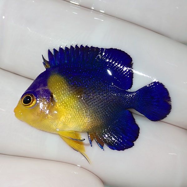 【現物53】sale スミレヤッコ 3.2cm±! 海水魚 ヤッコ 15時までのご注文...