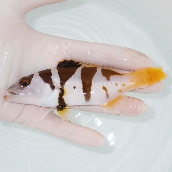 【現物1】コクハンアラ 14cm± !海水魚 生体 15時までのご注文で当日発...