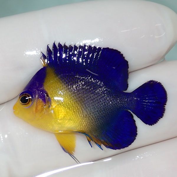 【現物52】sale スミレヤッコ 3.3cm±! 海水魚 ヤッコ 15時までのご注文...