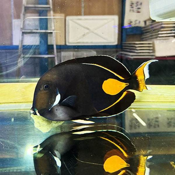 【現物1】粒エサOK 尾鰭欠損 アキレスタン 22cm±! 海水魚 ハギ 15時まで...