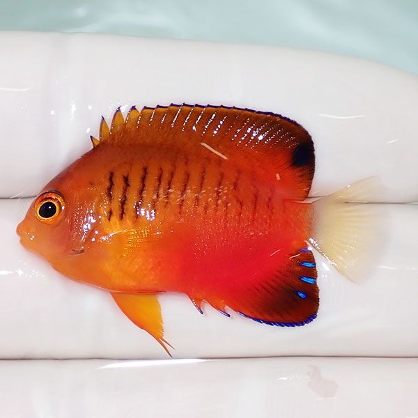 【現物1】ダイダイヤッコ 4cm±!海水魚 ヤッコ 15時までのご注文で当日発...