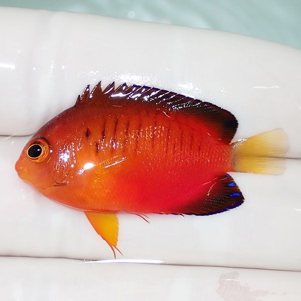 【現物3】ダイダイヤッコ 4cm±!海水魚 ヤッコ 15時までのご注文で当日発...