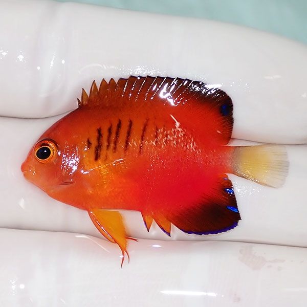 【現物2】ダイダイヤッコ 4cm±!海水魚 ヤッコ 15時までのご注文で当日発...