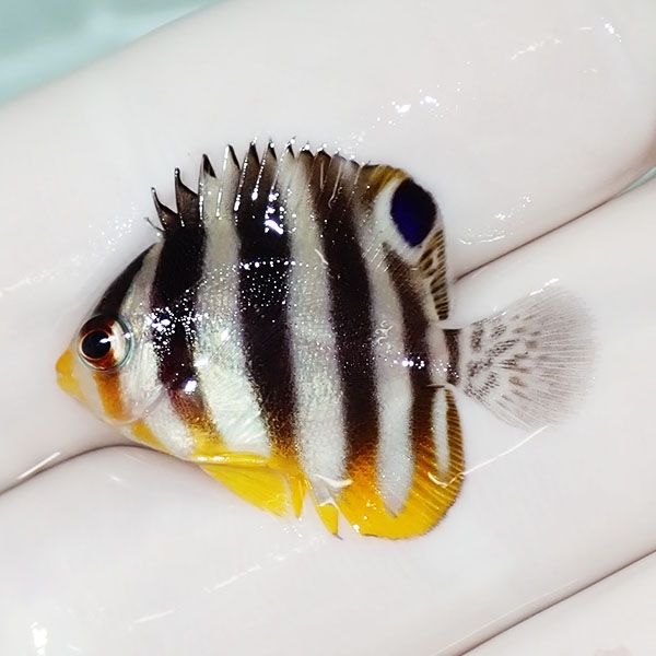 【現物2】シマヤッコ 2.5cm±! 海水魚 生体 15時までのご注文で当日発送(...