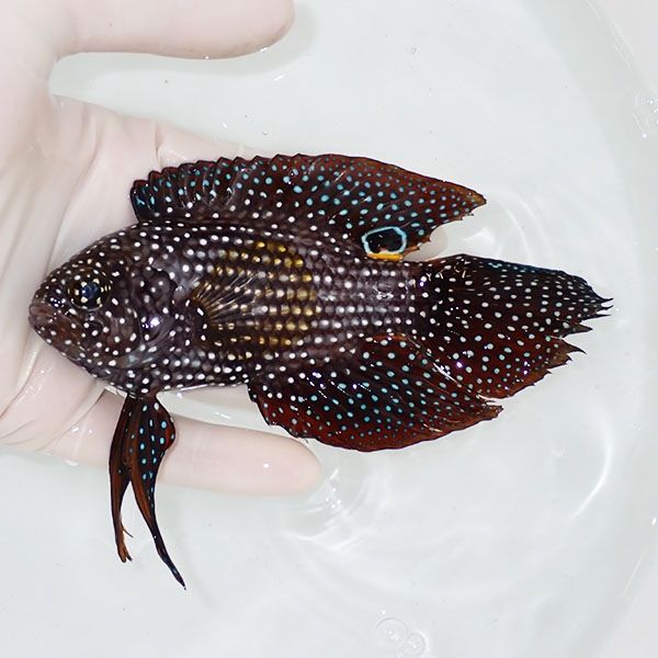 【現物1】ヒレスレ有りシモフリタナバタウオ 13cm±! 海水魚 15時まで...