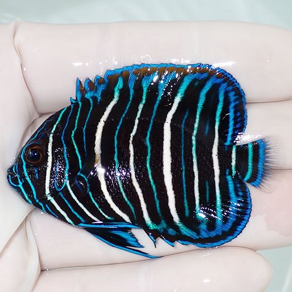 【現物4】アデヤッコ 幼魚 6cm±! 海水魚 ヤッコ(t111(t207