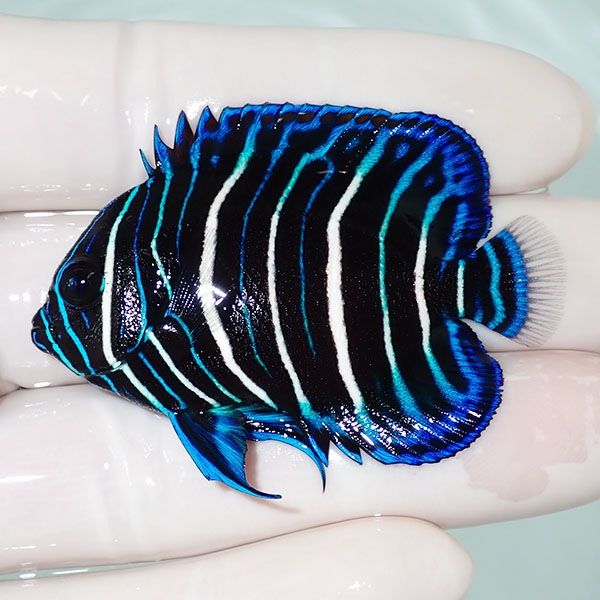 【現物5】アデヤッコ 幼魚 5.5cm±! 海水魚 ヤッコ(t111(t207