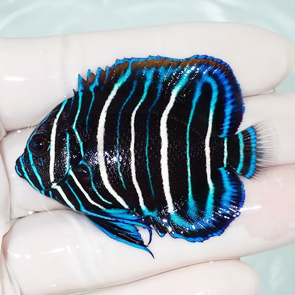 【現物6】アデヤッコ 幼魚 5.5cm±! 海水魚 ヤッコ(t111(t207