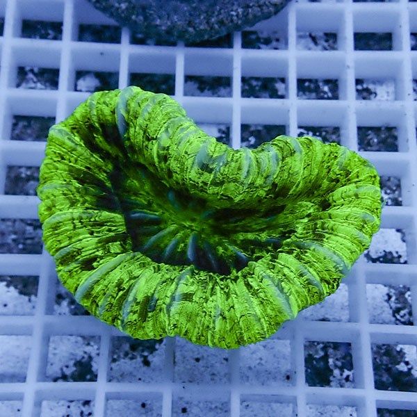 【サンゴ現物1】オオバナサンゴ !15時までのご注文で当日発送 【サンゴ...