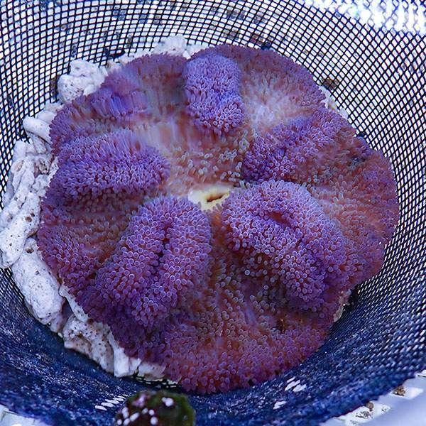 【現物1】ハタゴイソギンチャク パープル 17--19cm±!15時までのご注文...