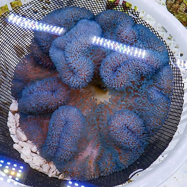 【現物2】ハタゴイソギンチャク ブルー 22-24cm±!15時までのご注文で当...