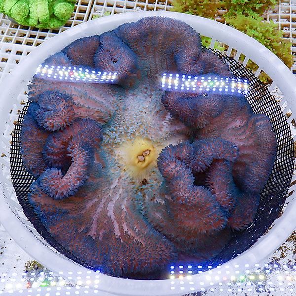 【現物3】ハタゴイソギンチャク ブルー 25-28cm±!15時までのご注文で当...