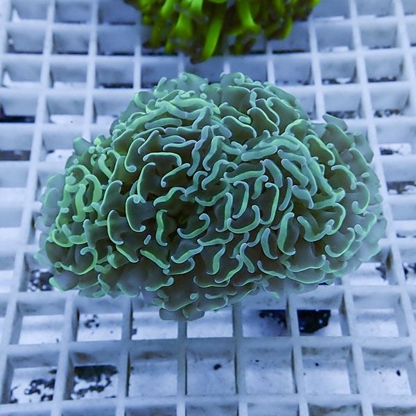 【サンゴ現物11】ナガレハナサンゴ!15時までのご注文で当日発送 【サン...