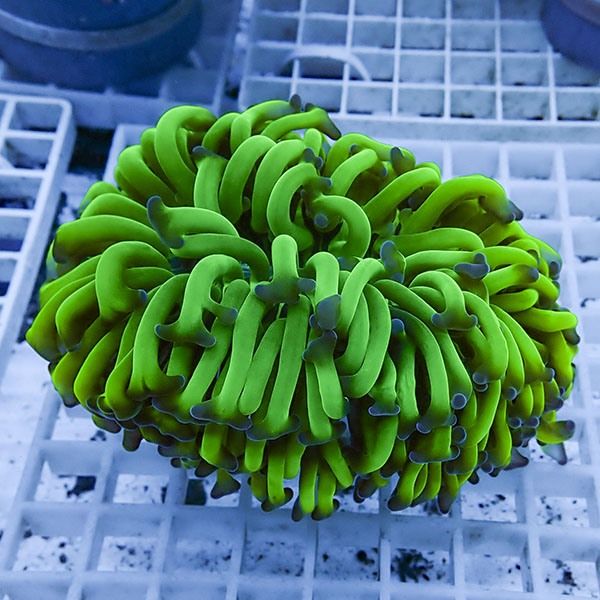 【サンゴ現物14】ナガレハナサンゴ!15時までのご注文で当日発送 【サン...