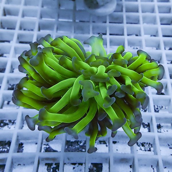【サンゴ現物15】ナガレハナサンゴ!15時までのご注文で当日発送 【サン...