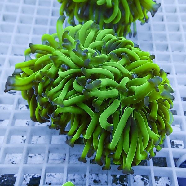 【サンゴ現物17】ナガレハナサンゴ!15時までのご注文で当日発送 【サン...